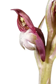 Vegetal: Anacamptis coriophora - on white - Galicia, Spain