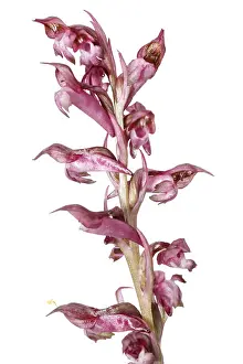 Vegetal: Anacamptis coriophora - on white - Galicia, Spain
