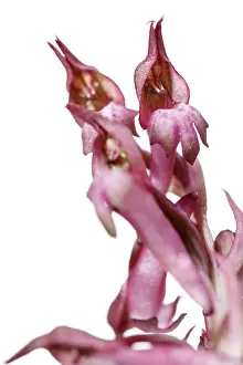 Vegetal: Anacamptis coriophora - on white - Galicia, Spain