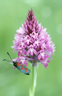 Orchids: Anacamptis pyramidalis and 5-spot Burnet moth