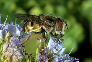 Pollinate: Anacapa Island Syrphid