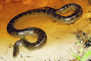 Murinus: Anaconda