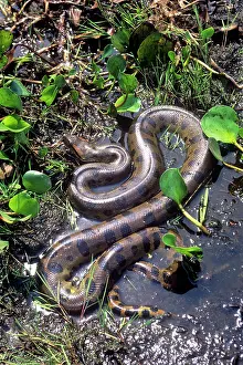 Murinus: Anaconda