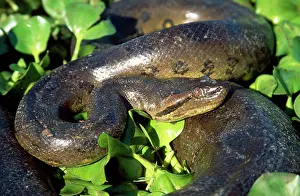 Murinus: Anaconda