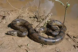 Murinus: Anaconda