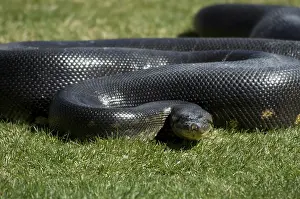 Murinus: Anaconda