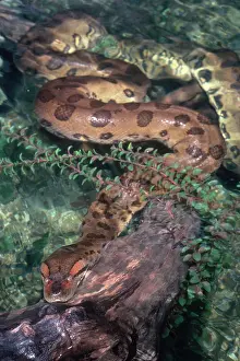 Eunectes: Anaconda