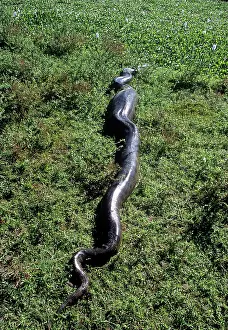 Murinus: Anaconda - having swallowed a Capybara