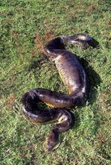 Francois Gohier: Anaconda - having swallowed a Capybara