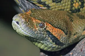 Murinus: Anaconda head