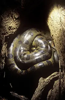Murinus: Anaconda - hidden among tree roots to survive dry season