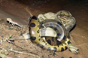 Kill: Anaconda - with prey, male Common Iguana