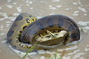 Eunectes: Anaconda - strangling Turtle in water