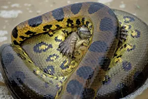 Eunectes: Anaconda - strangling Turtle in water
