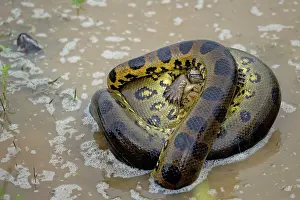Eunectes: Anaconda - strangling Turtle in water