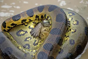 Eunectes: Anaconda - strangling Turtle in water