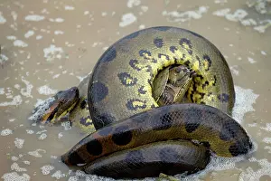Eunectes: Anaconda - strangling Turtle in water