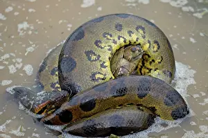 Eunectes: Anaconda - strangling Turtle in water