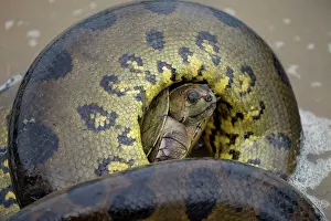 Eunectes: Anaconda - strangling Turtle in water