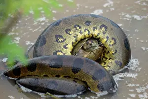 Eunectes: Anaconda - strangling Turtle in water