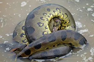 Eunectes: Anaconda - strangling Turtle in water