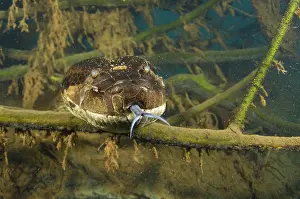 Murinus: Anaconda Underwater