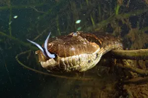 Murinus: Anaconda Underwater
