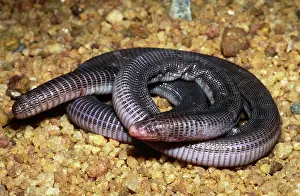 Amphisbaenia: Anamarie's Amphisbaenian