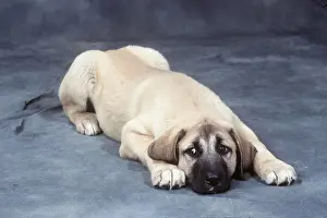 Anatolian: ANATOLIAN SHEPHERD DOG