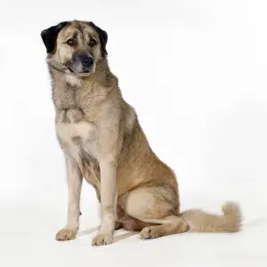 Anatolian: Anatolian Shepherd Dog - (Karabash)