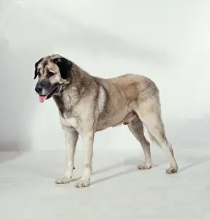 Kara: Anatolian Shepherd / Kara bash DOG