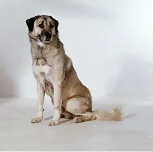Kara: Anatolian Shepherd / Kara bash DOG
