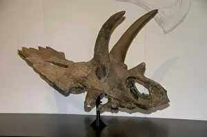 Ceratopsia: Anchiceratops ornatus
