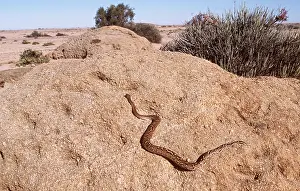 Dwarf: Anchieta's Dwarf Python