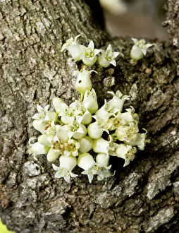 Anchor: Anchor plant or crucifixion thorn, with flowers and spines