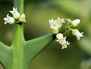 Anchor: Anchor plant or crucifixion thorn, with flowers and spines