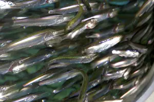 Anchovies: Anchovies on display at Monterey Bay Aquarium
