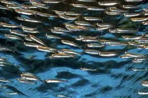 Anchovies: Anchovy display at Monterey Bay Aquarium