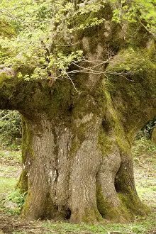 Petraea: Ancient 600 year old Sessile Oak
