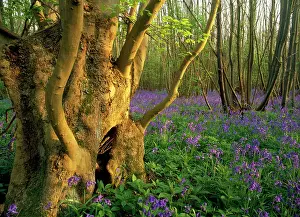 Ashes: Ancient ASH stool - In bluebell wood