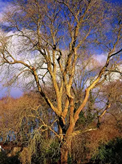 Fraxinus: Ancient Ash Tree - in garden in winter