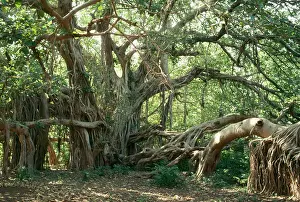 Bengalensis: Ancient BANYAN TREE - 2nd oldest tree in India