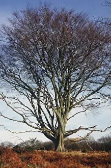 Pollard: ANCIENT BEECH POLLARD