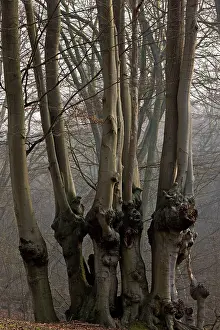 Pollards: Ancient Beech pollards