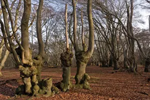 Pollards: Ancient Beech pollards