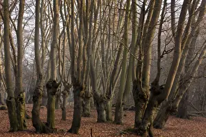 Pollards: Ancient Beech pollards in Great Monk Wood