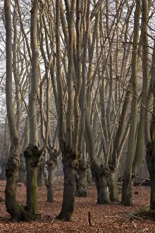 Pollards: Ancient Beech pollards in Great Monk Wood