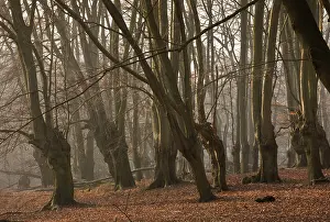 Pollards: Ancient Beech pollards in Great Monk Wood