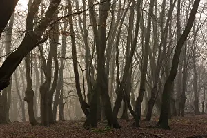 Pollards: Ancient Beech pollards on misty winter morning