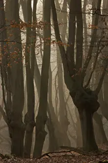 Pollards: Ancient Beech pollards on misty winter morning